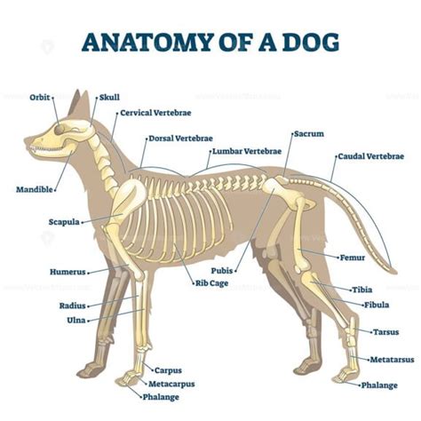 Anatomy of dog skeleton with labeled inner bone scheme vector ...