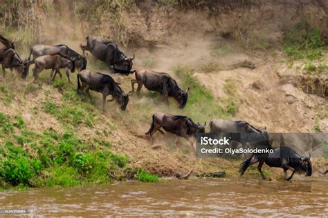 Nile Crocodile Hunting Wildebeest While They Crossing The Mara River In ...