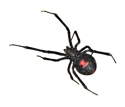 How to tell if a Spider is venomous :: Western AllPest Services | Pest ...