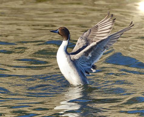 Northern Pintail | San Diego Bird Spot