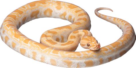 White Snake Png Image Picture Download Transparent HQ PNG Download ...