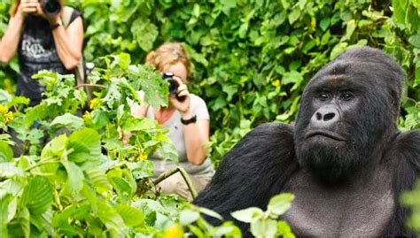 What Are The Chances Of Watching The Gorillas In The Wild? | Gorillas