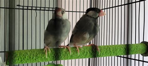 Names? : r/Finches