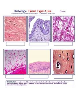 Histology Tissue Types Quiz by Creative Curricula | TpT