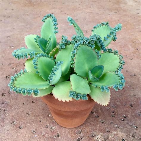 Mother of Thousands/Millions Succulent Organic Live | Etsy | Succulents, Cacti and succulents ...