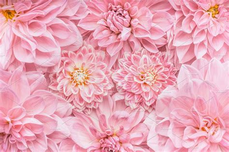 Pastel pink flowers layout, close up | Arts & Entertainment Stock Photos ~ Creative Market