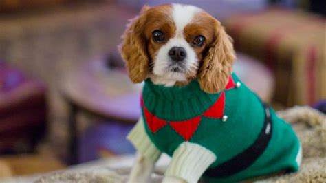 Christmas Dog Outfits | The Cutest Holiday Outfits for Your Dog