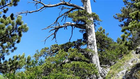 Oldest European Tree Found—And It’s Having a Growth Spurt