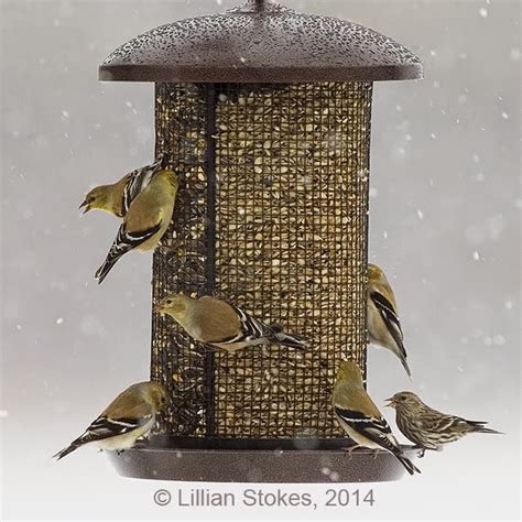 STOKES BIRDING BLOG: Winter Bird Feeding Tips