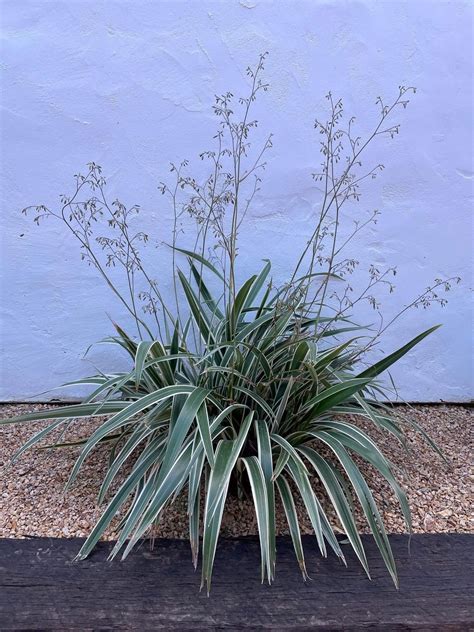 Dianella tasmanica 'Variegata' - Boething Treeland Farms