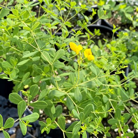 Baptisia tinctoria (Wild Indigo) - Cavano's Perennials