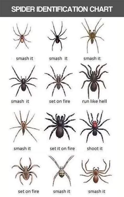 Marco Griffo | Spider identification chart, Ecards funny, Best funny pictures