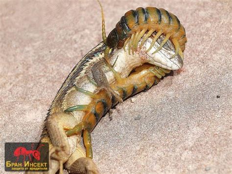 Scolopendra Gigantea Head