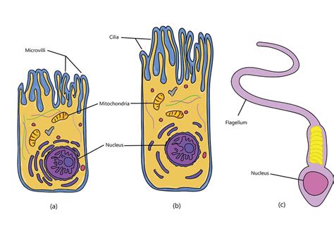 Figure 2.2.4 Extensions of the Plasma Membrane | Figure 2.2.… | Flickr