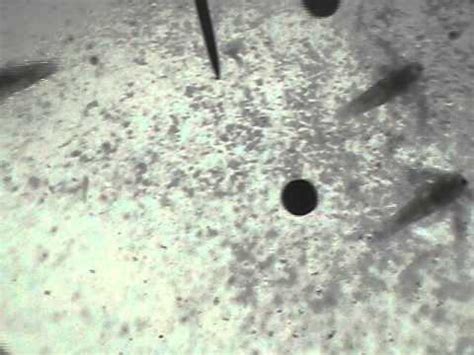 Brine shrimp and yeast under the microscope - YouTube