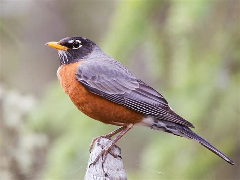 What is the State Bird of Wisconsin? (And Why?) | Birdfact