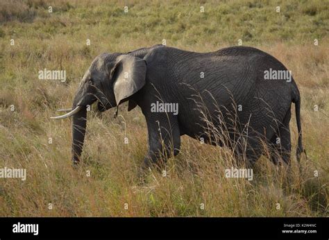 African Elephants in their Natural Habitat Stock Photo - Alamy