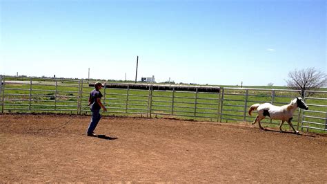 Horse Round Pen Training - Horse Choices