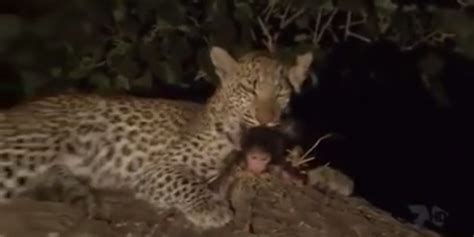 Leopard Cub Adopts Her Prey's Baby, Shows What We Can Learn From The Animal World | HuffPost