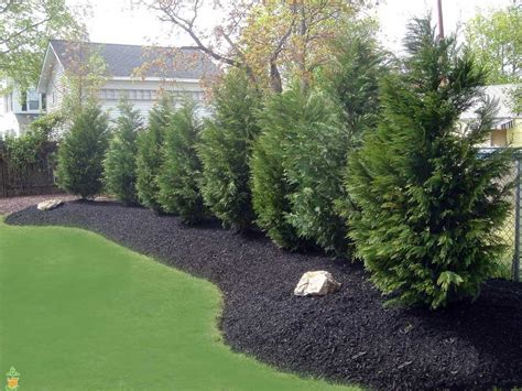 What Are The Fastest Growing Trees For Privacy - Backyard Landscapes