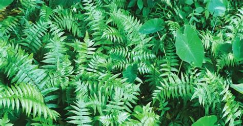 Pako: An edible indigenous fern – Agriculture Monthly