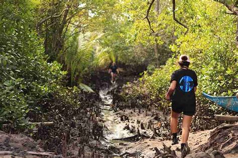 planting-mangroves2 - Marine Conservation Philippines