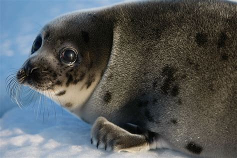 Harp Seal Pups