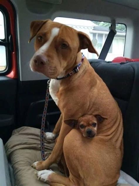 Pit Bull and Chihuahua Adopted Together | POPSUGAR Pets