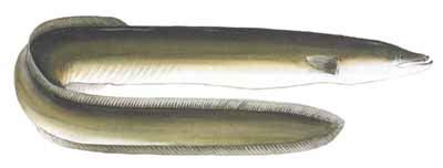 American Eel (Anguilla rostrata)