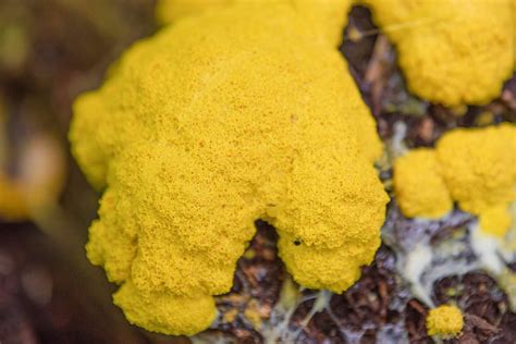 How to Grow and Care for Dog Vomit Slime Mold