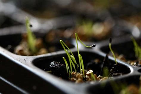 How To Grow Chives From Seed Indoors- Planting And Care - Farmhouse ...