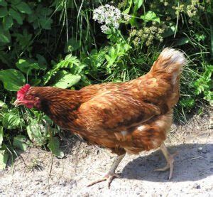 Buckeye Chicken Characteristics, Temperament & Uses