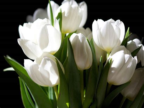 HD Wallpapers: White Tulip Flowers