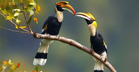 10 Facts About Hornbills, the Bird Breed That’s Getting Online Attention in S’pore Recently ...