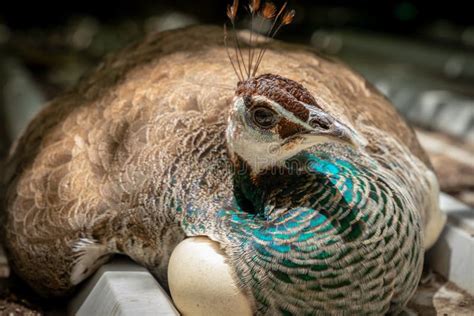 Peacock Nest Egg stock image. Image of nest, idea, bright - 9833265