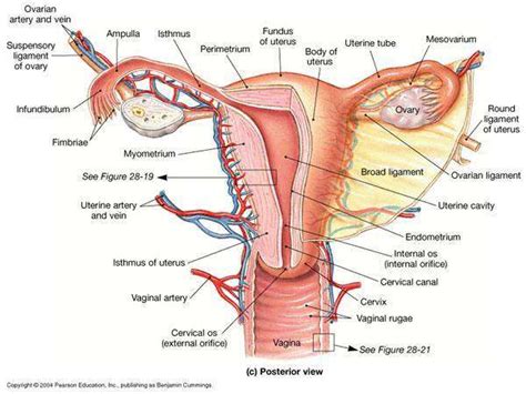 Uterus diagram