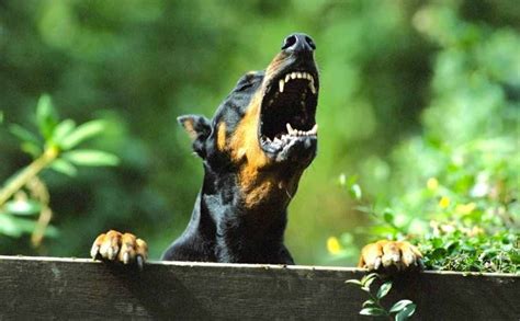 Doberman Pinscher - An ideal guard dog breed