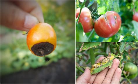 13 Common Tomato Problems & How To Fix Them