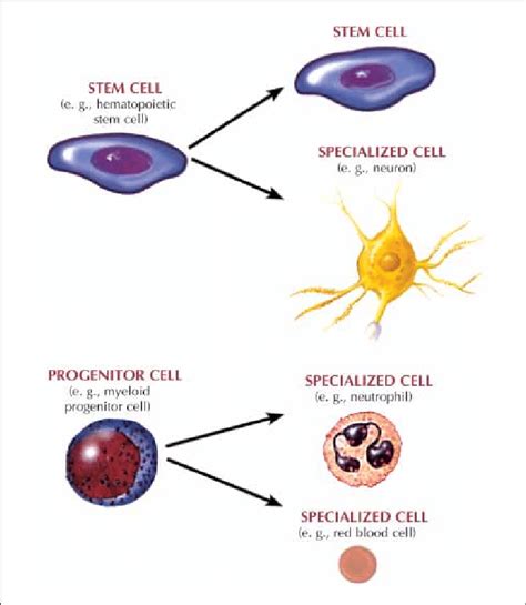 Distinguishing features of progenitor/precursor cells and stem cells. A ...