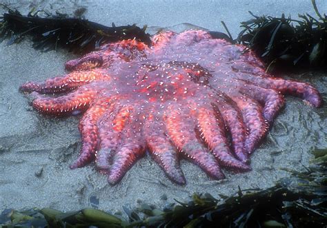 Sunflower Starfish Photograph by Dave Mills | Pixels