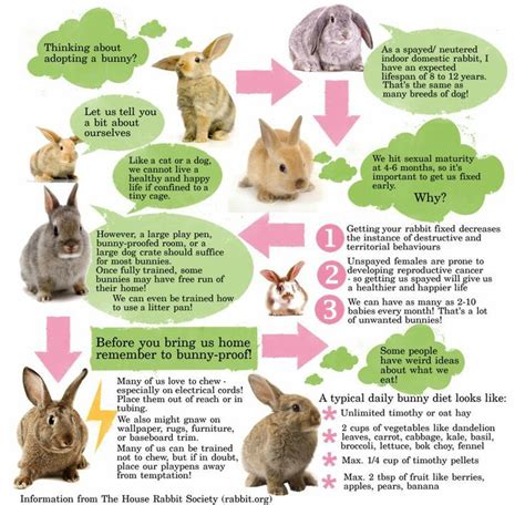 Domestic rabbit infographic. Information from http://rabbit.org (The House Rabbit Society). How ...