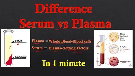 Plasma vs Serum | Difference between plasma and serum | Biology lectures | - YouTube