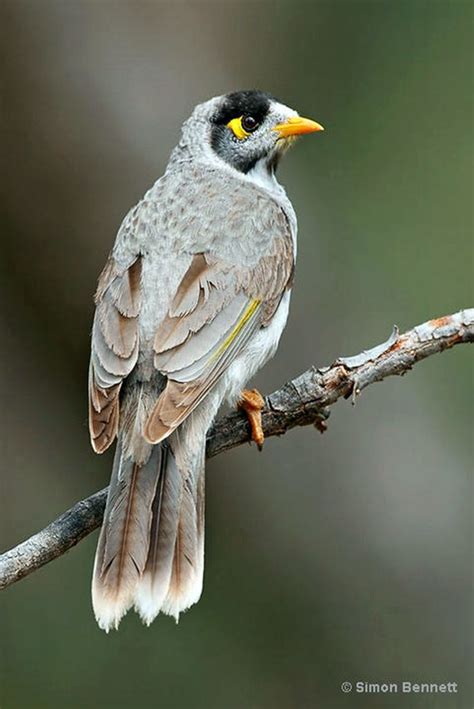 The Noisy Miner Bird - Manorina melanocephala, are found in woodlands and open forests, from ...