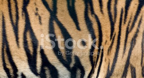 Bengal Tiger Fur Close UP Stock Photos - FreeImages.com