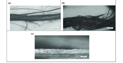 Optical Microscope image: (a) Untreated fiber. (b) Alkali-treated ...