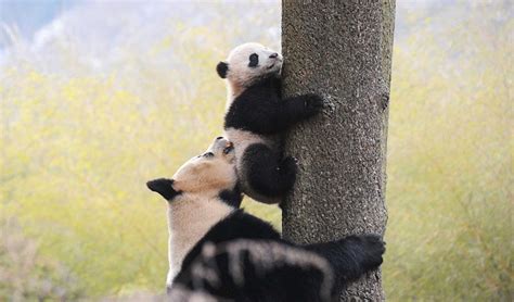 Panda Mom and Baby Photos, Images | Giant Panda Pictures