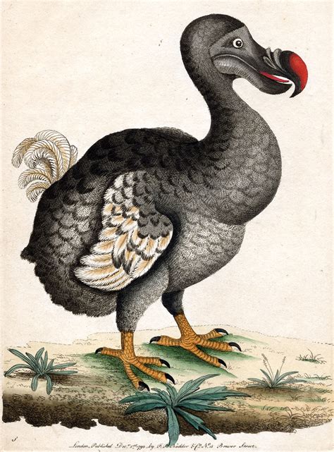 dodo | Picture of a Dodo, taken from Naturalists' Miscellany… | Flickr