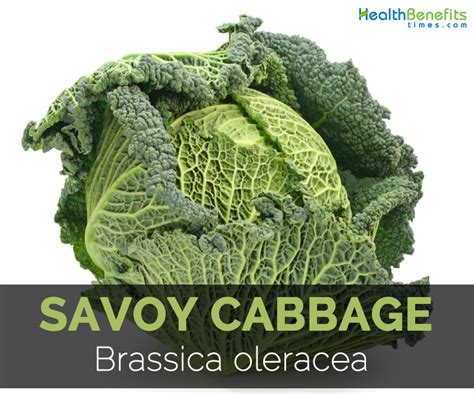 Savoy Cabbage Facts, Health Benefits and Nutritional Value