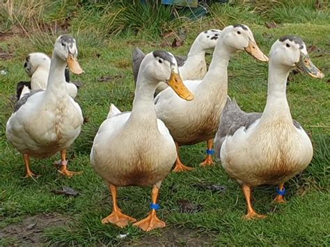 Welsh Magpie Duck Eggs Rare Colours x6 For Sale in Huddersfield, West ...