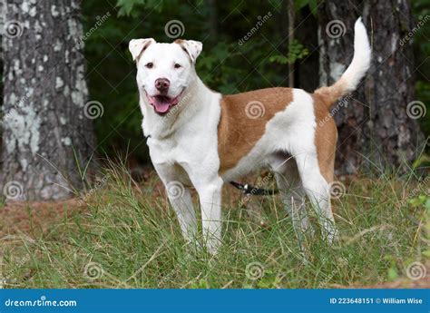 Happy Lab Aussie Mix Breed Dog Stock Image - Image of mixed, websites ...